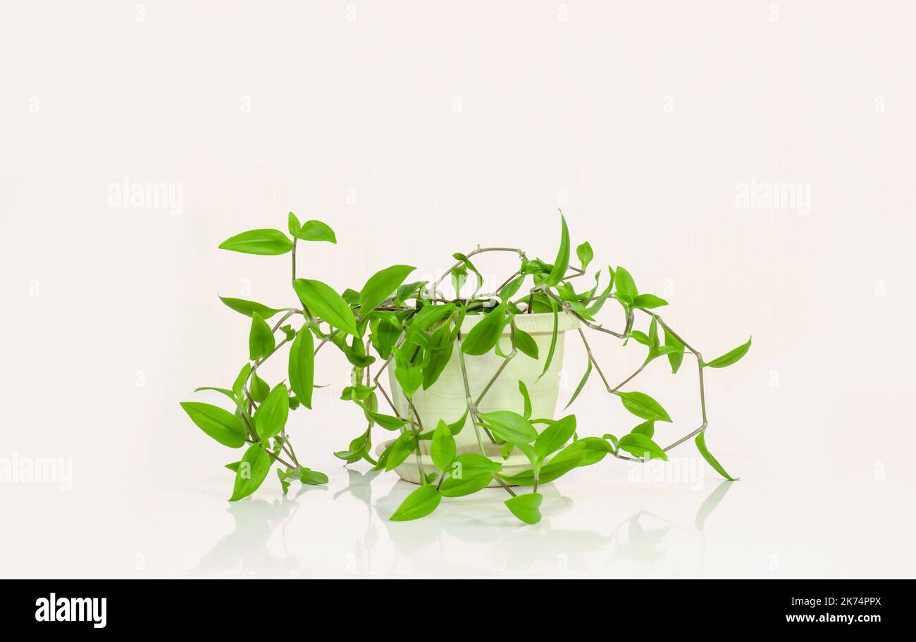 Wandering trad (Tradescantia fluminensis)  In a flower pot on a light background. Stock Photo
