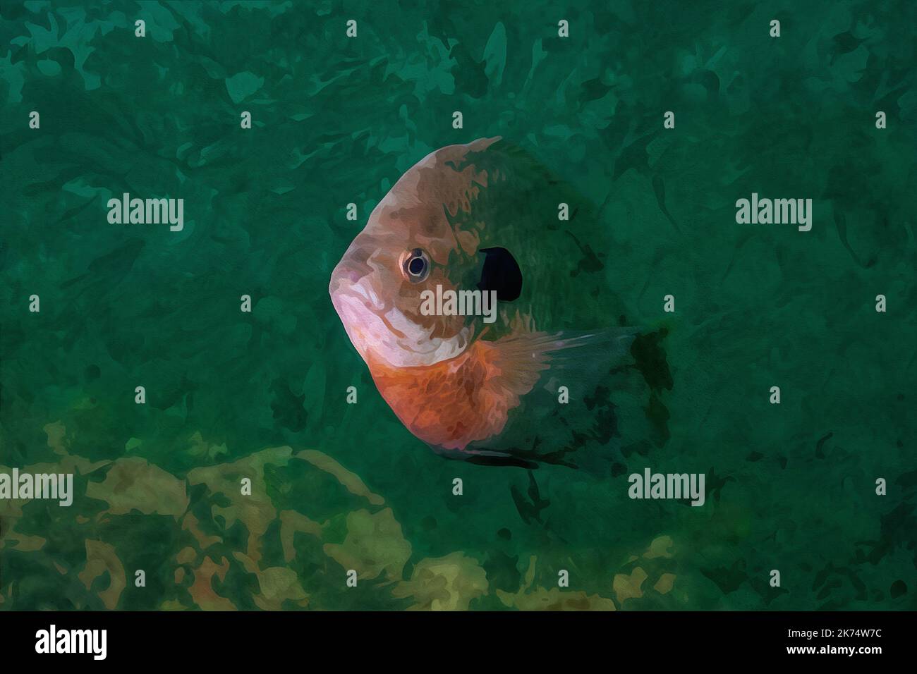 Bluegill fish swimming underwater hi-res stock photography and images -  Alamy