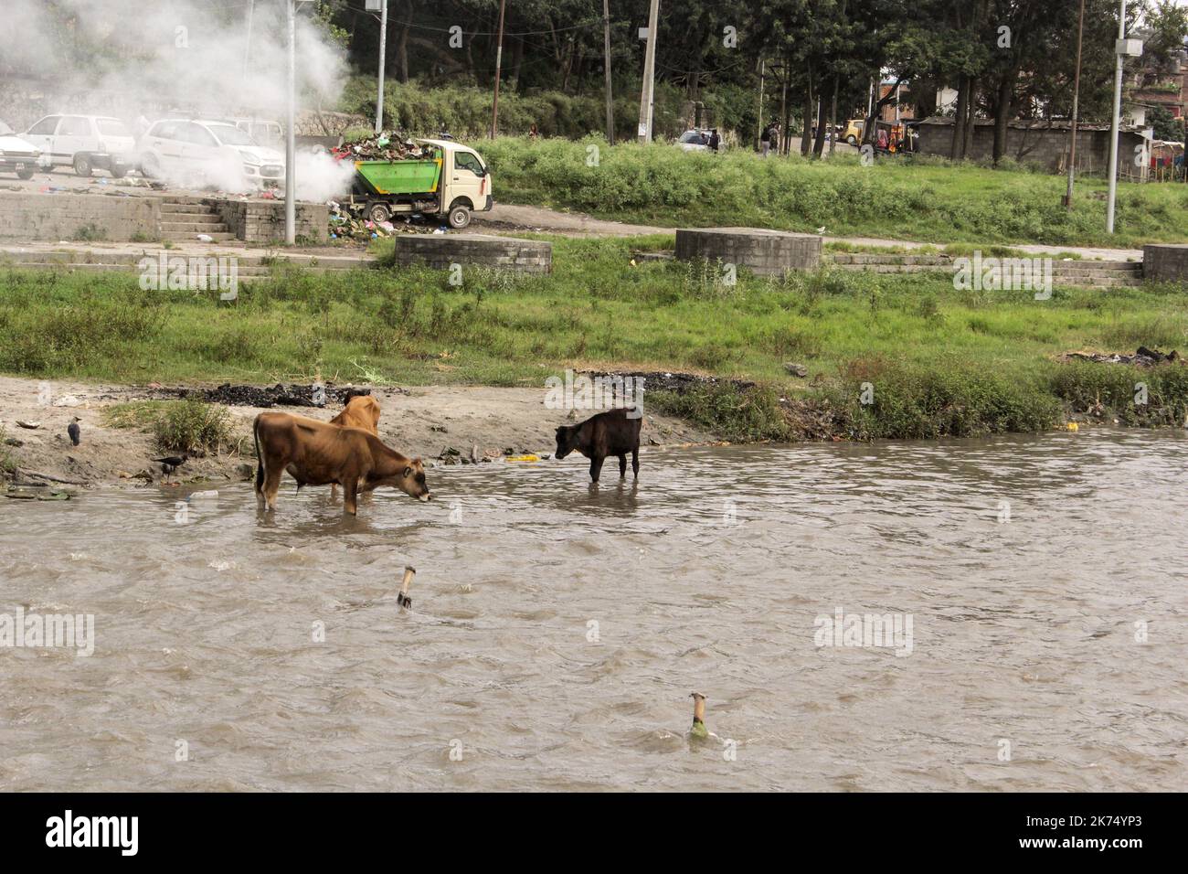 The opposite bank to that where the cremations are carried out. Oxen drink directly from the Bagmati River. Stock Photo
