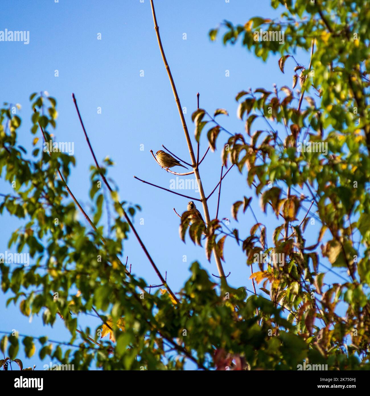 Two sparrows perched on a tree looking for food. Stock Photo