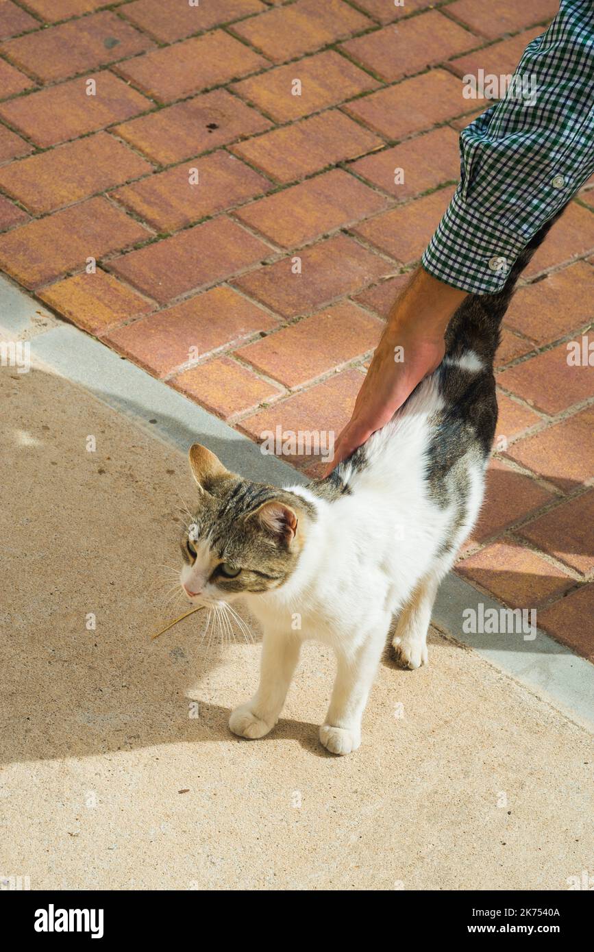 Hand Stroking A Tabby And White Cat Stock Photo Alamy hand-stroking-a-tabby-and-white-cat-stock-photo-alamy