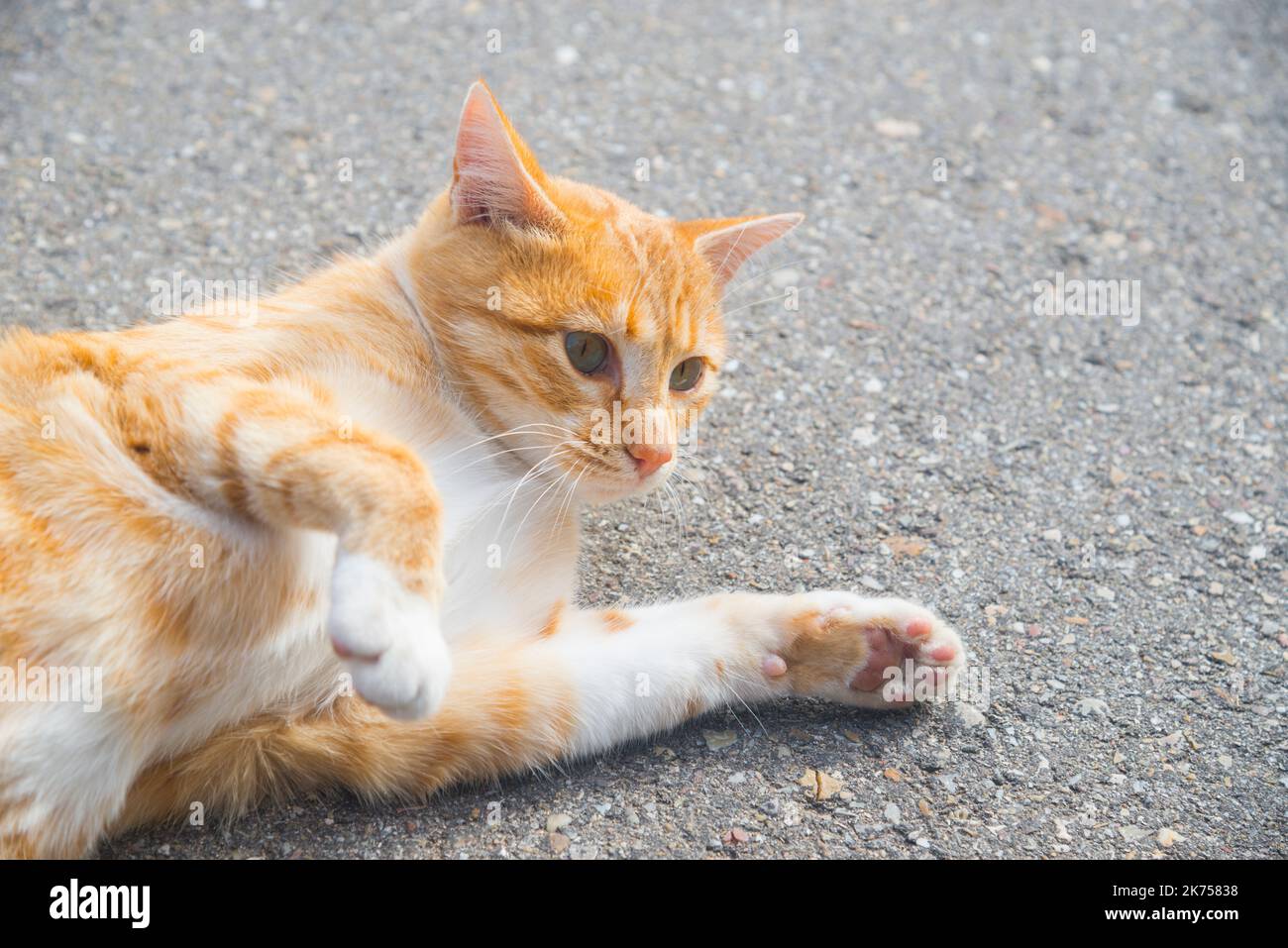 Tabby and white cat rolling around the ground Stock Photo Alamy