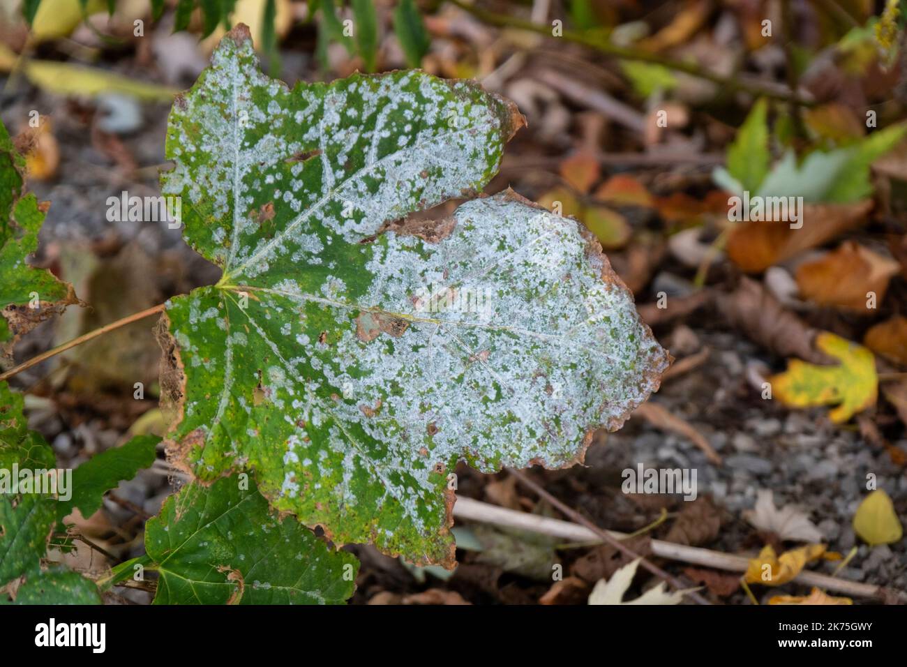 Powdery mildew on green leaf in autumn Stock Photo Alamy
