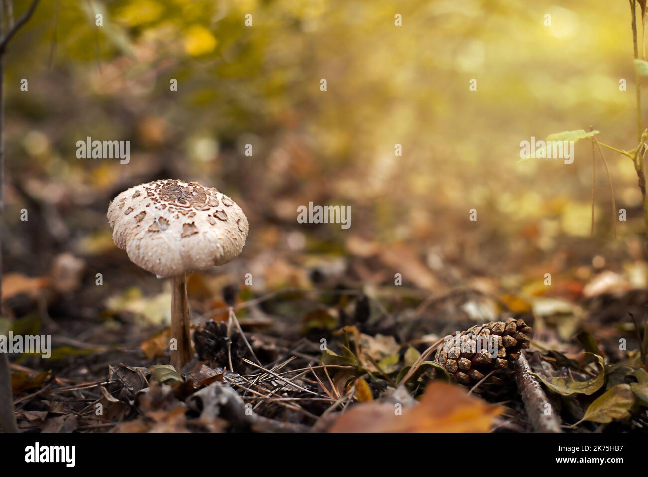 Poison mushrooms. Beautiful poisonous mushroom - brown-red lepiota. Stock Photo