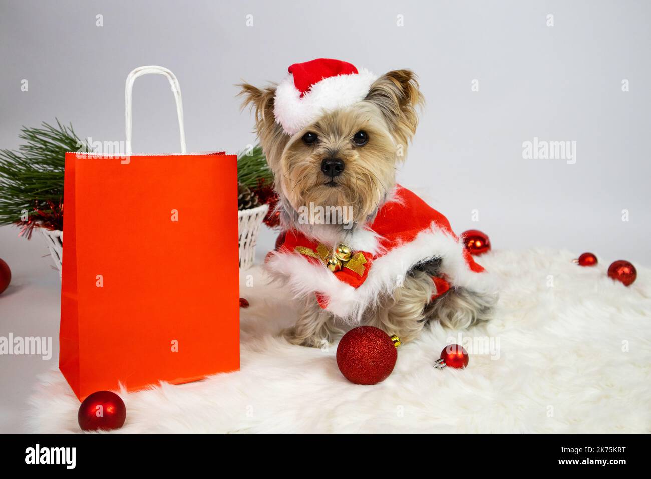 Man with a Louis Vuitton dog bag and small Yorkshire terrier Stock Photo -  Alamy