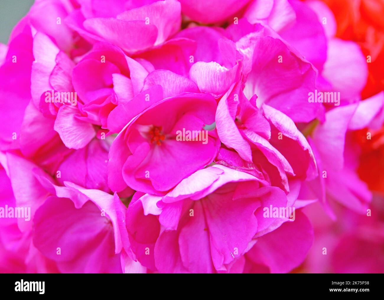 Geranio de color rosa en una maceta en un bacón Stock Photo
