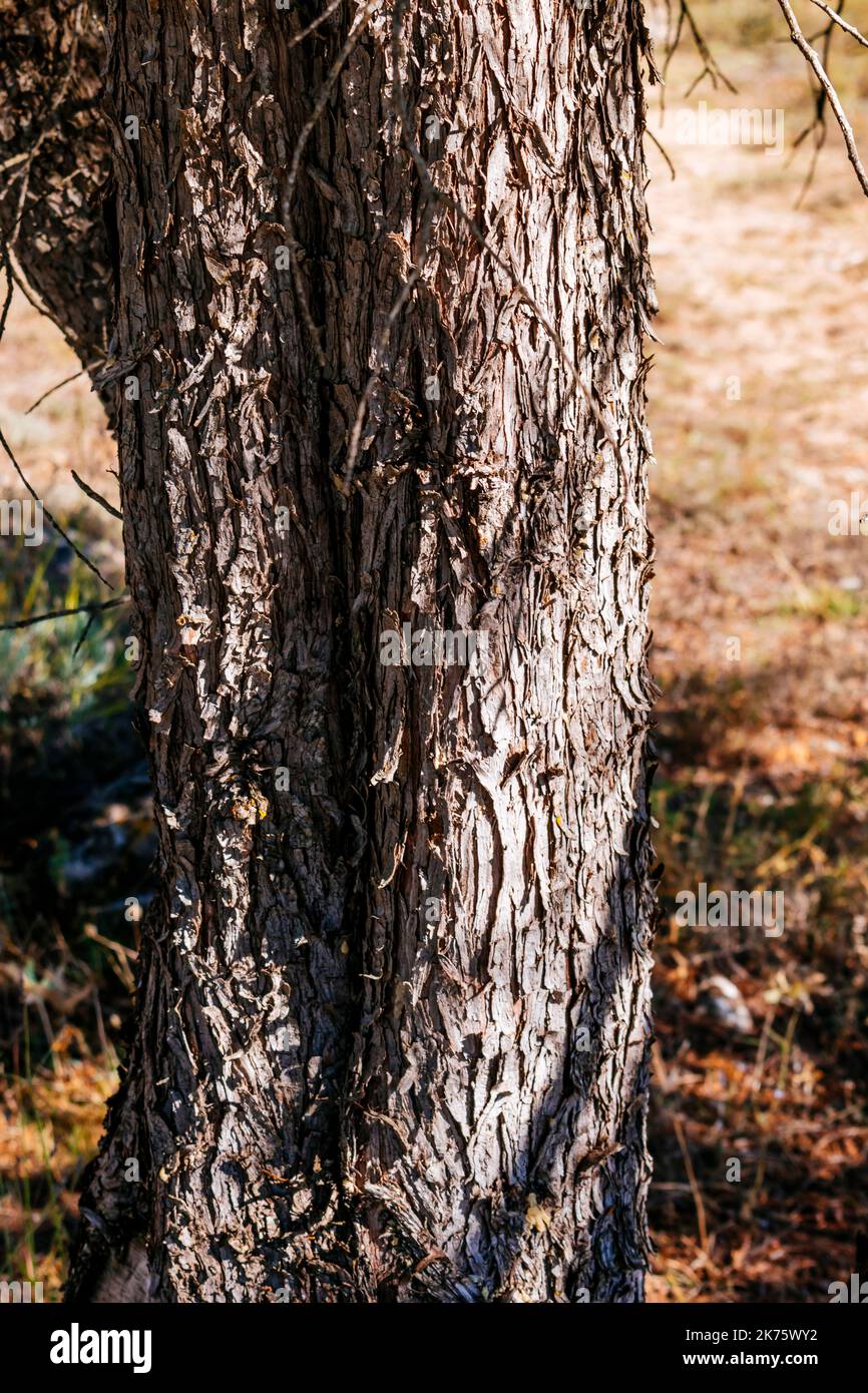 Trunk detail. Juniperus thurifera, Spanish juniper, is a species of juniper native to the mountains of the western Mediterranean region. Guadalajara, Stock Photo