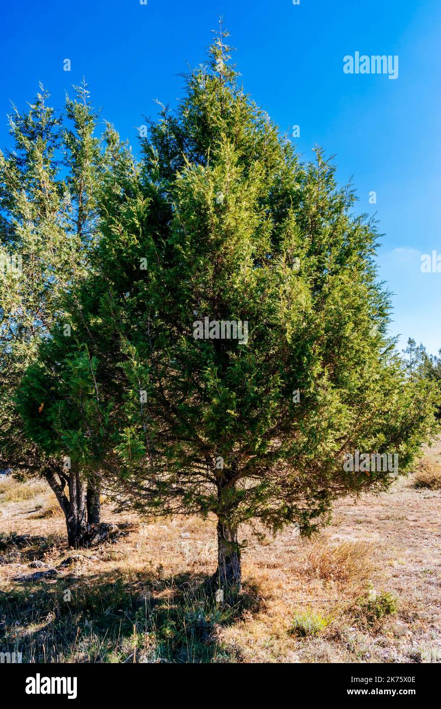 Juniperus thurifera, Spanish juniper, is a species of juniper native to the mountains of the western Mediterranean region. Guadalajara, Castilla La Ma Stock Photo