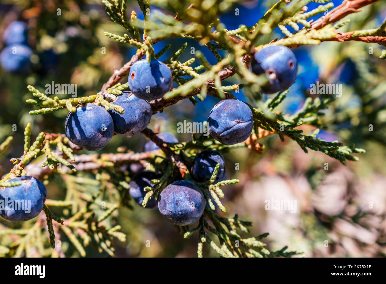 Twigs with berries. Juniperus thurifera, Spanish juniper, is a species of juniper native to the mountains of the western Mediterranean region. Guadala Stock Photo