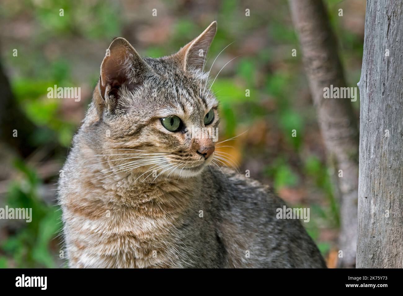 Arabian wildcat / Gordon's wildcat (Felis lybica lybica / Felis silvestris gordoni) wild cat subspecies that inhabits the Arabian Peninsula Stock Photo