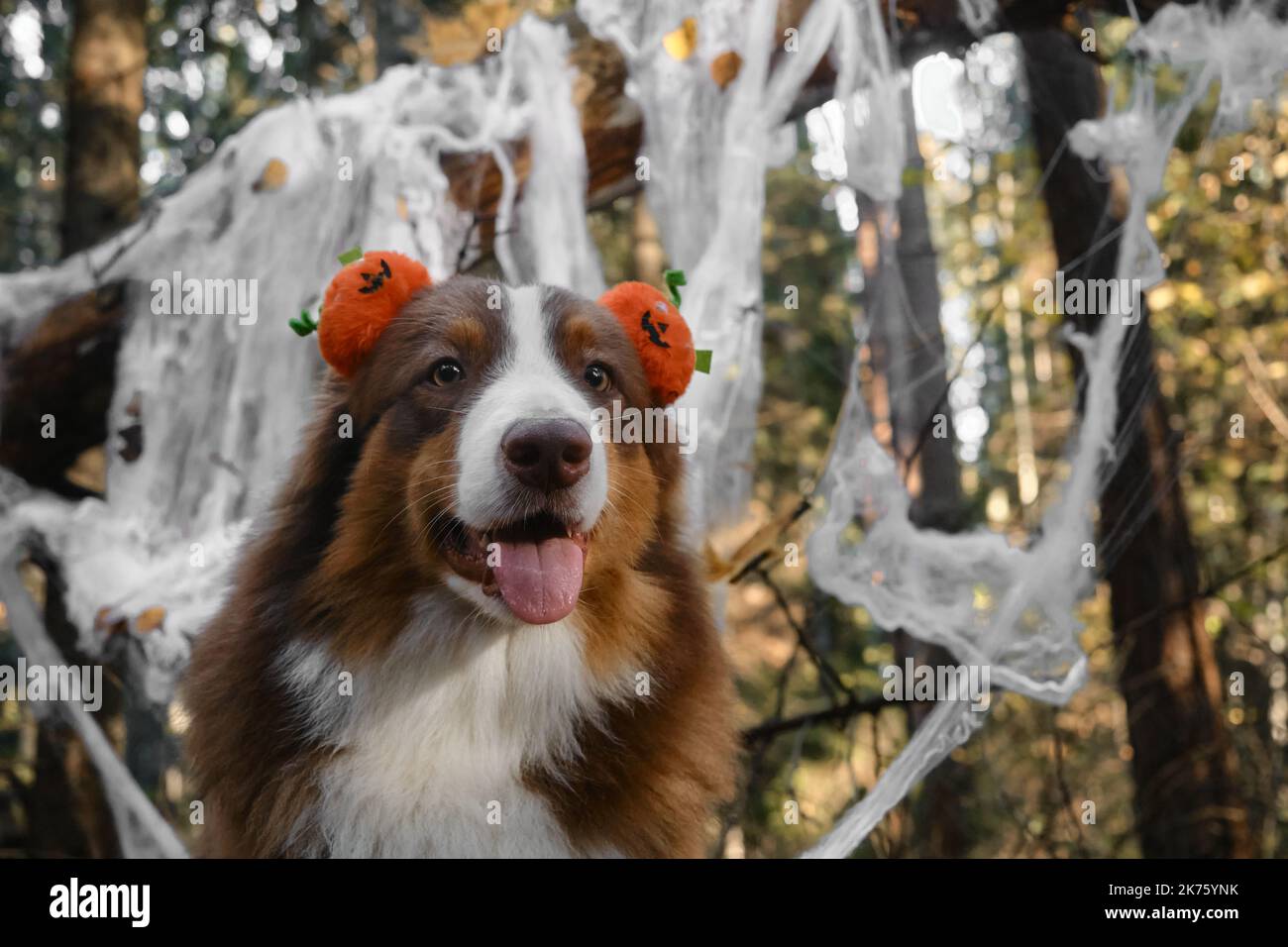 Australian Shepherd dog smiles and celebrates Halloween in woods. Close