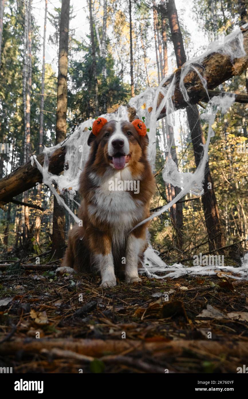 Australian Shepherd dog smiles and celebrates Halloween in woods. Aussie sits and wears headband with orange pumpkins, decoration spider web in autumn Stock Photo