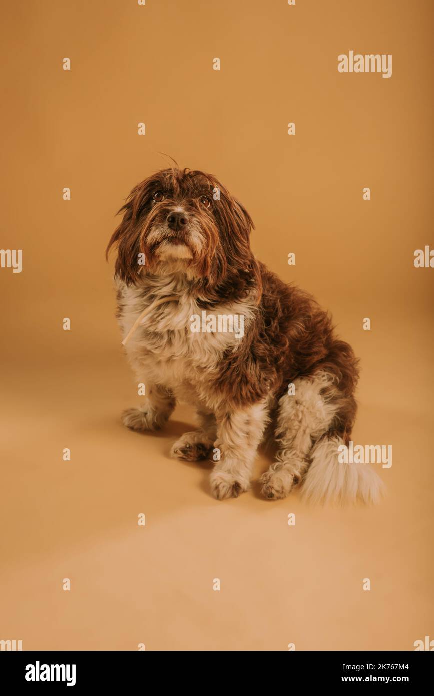 Cute little dog posing at the studio on a yellow backround Stock Photo ...