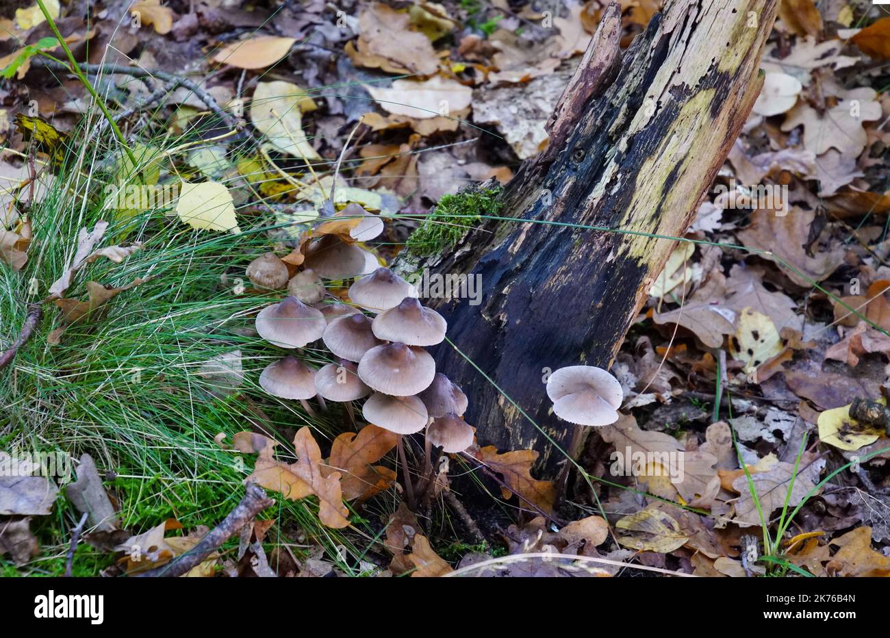 Pilze auf Totholz Stock Photo