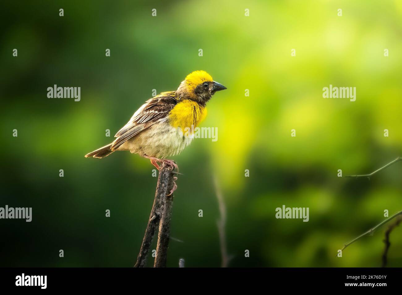 Baya Weaver ( Ploceus philippinus ) Stock Photo