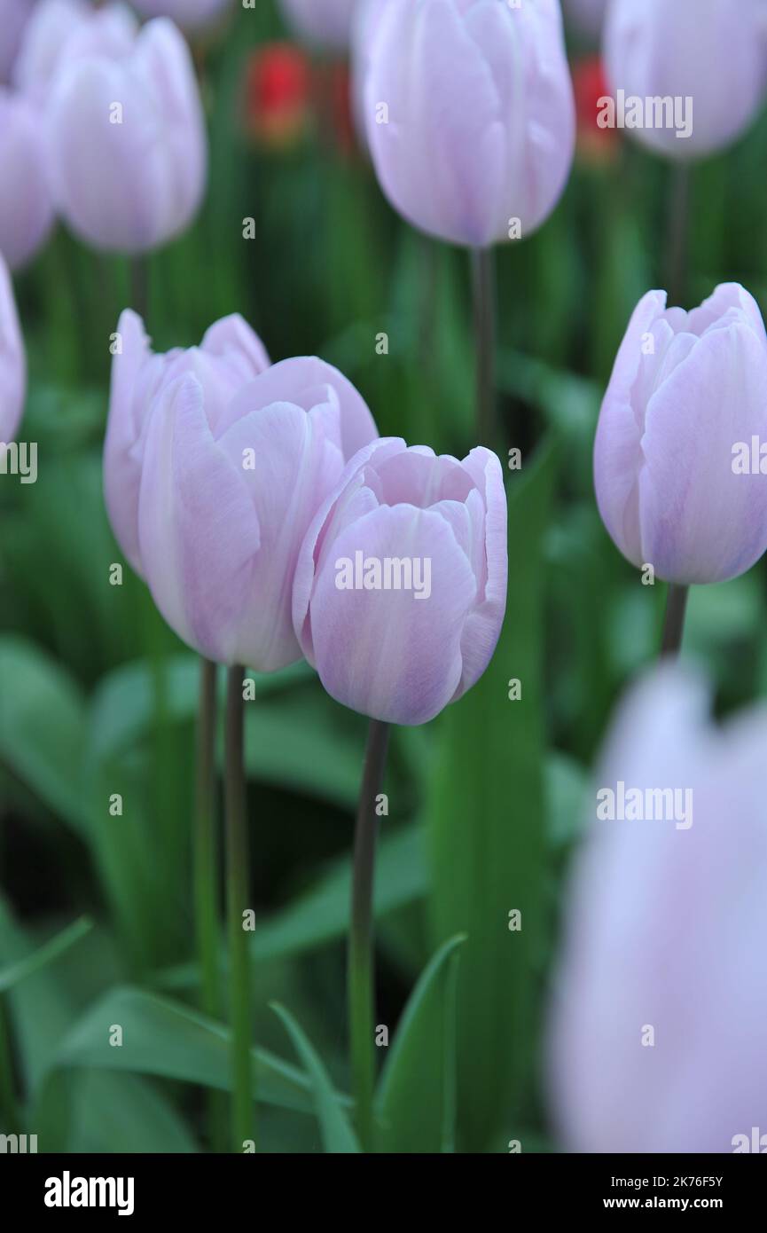 Very light pink, fading to white Triumph tulips (Tulipa) Silver Cloud