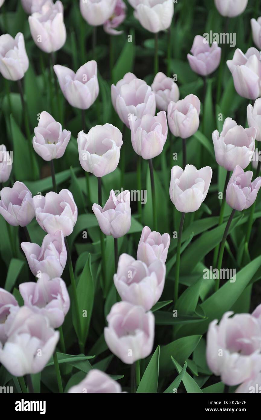 Very light pink, fading to white Triumph tulips (Tulipa) Silver Cloud