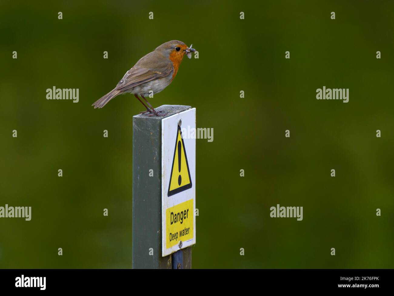 Eurasian robin hi-res stock photography and images - Alamy