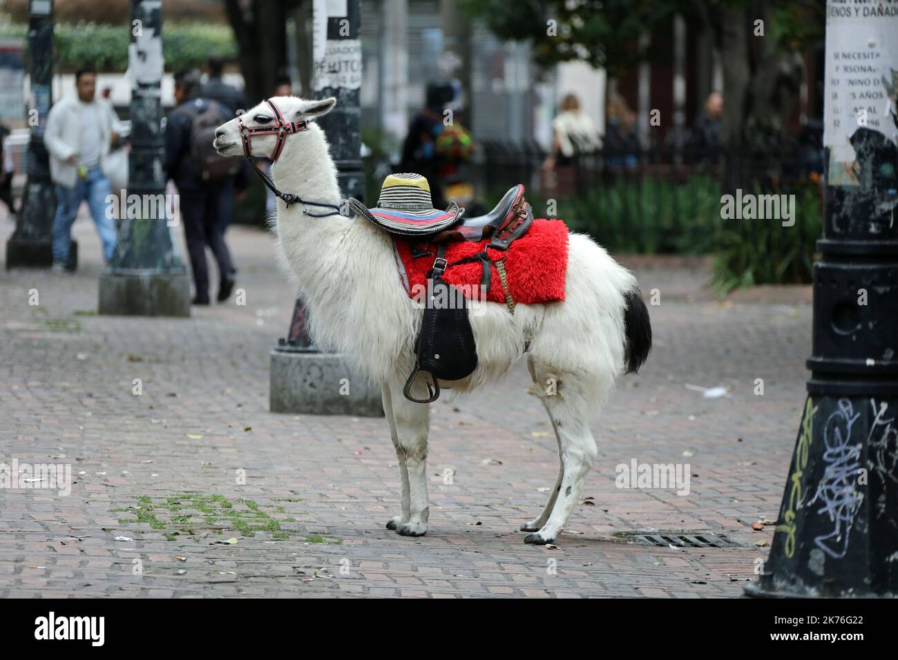 Llama in the city centre of Bogota Stock Photo