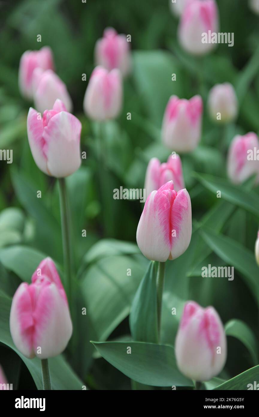 Pink and white Triumph tulips (Tulipa) Sinfonie bloom in a garden in April Stock Photo