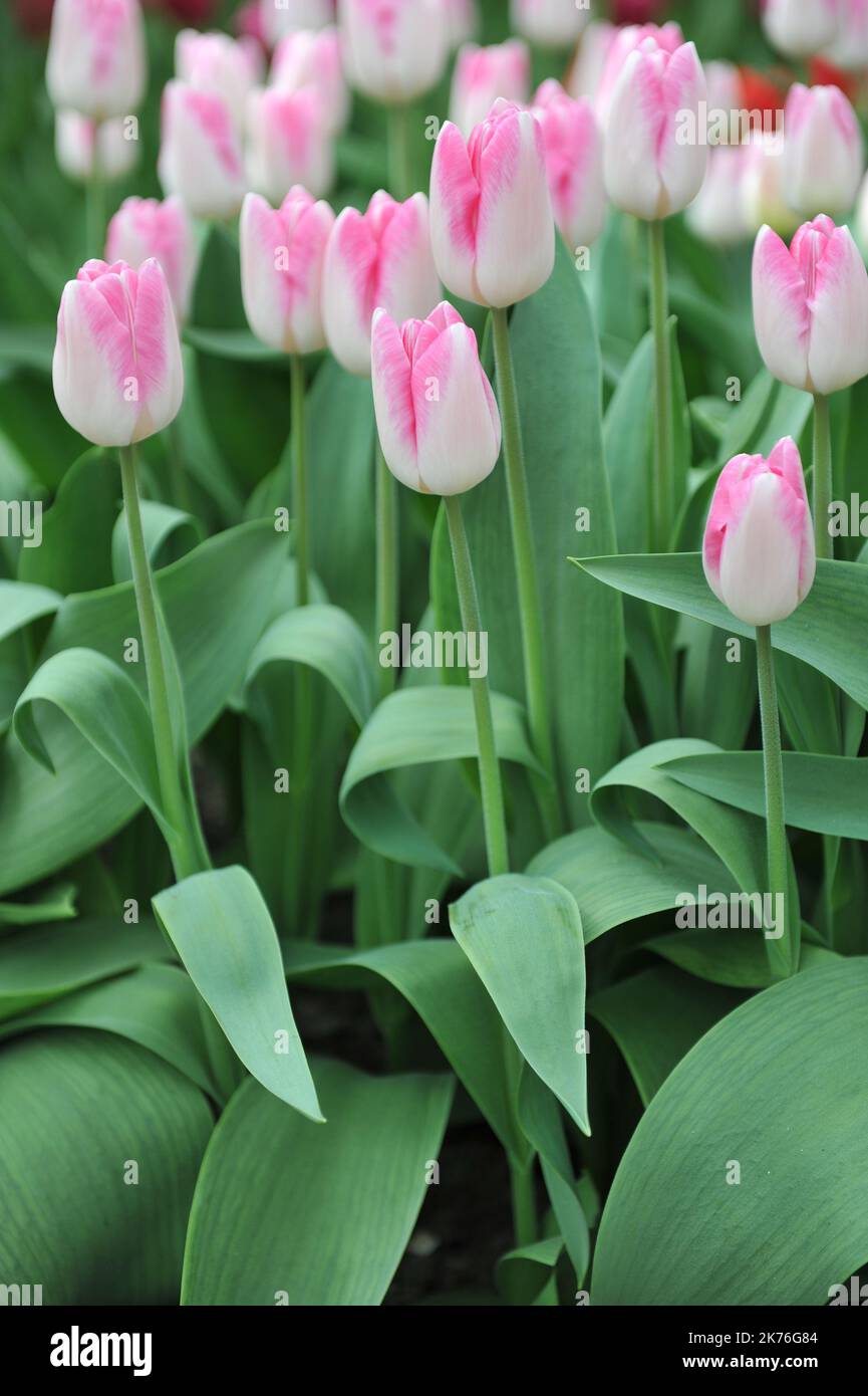 Pink and white Triumph tulips (Tulipa) Sinfonie bloom in a garden in April Stock Photo