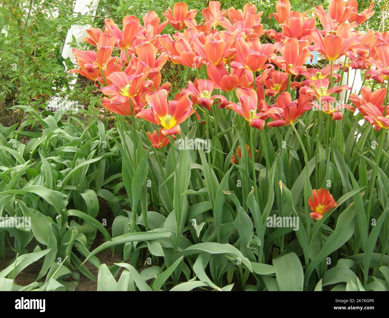 Red Single Late tulips (Tulipa) Sky High Scarlet bloom in a garden in April Stock Photo