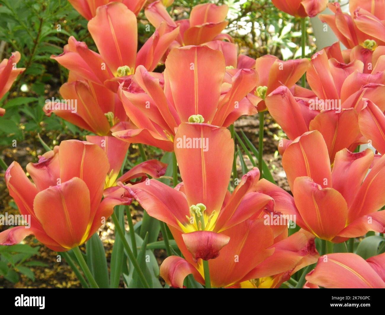 Red Single Late tulips (Tulipa) Sky High Scarlet bloom in a garden in April Stock Photo