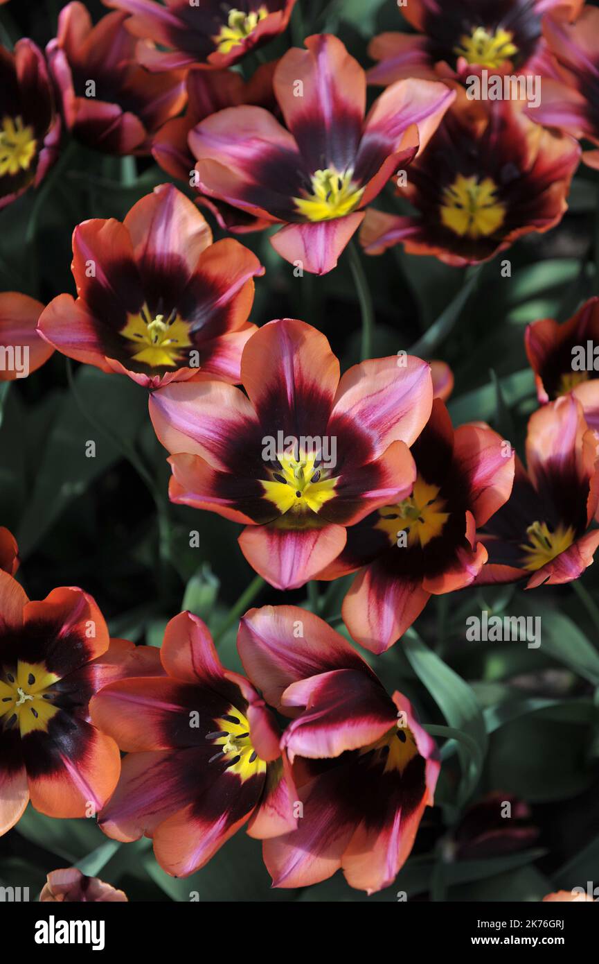 Pink with dark base Triumph tulips (Tulipa) Slawa bloom in a garden in