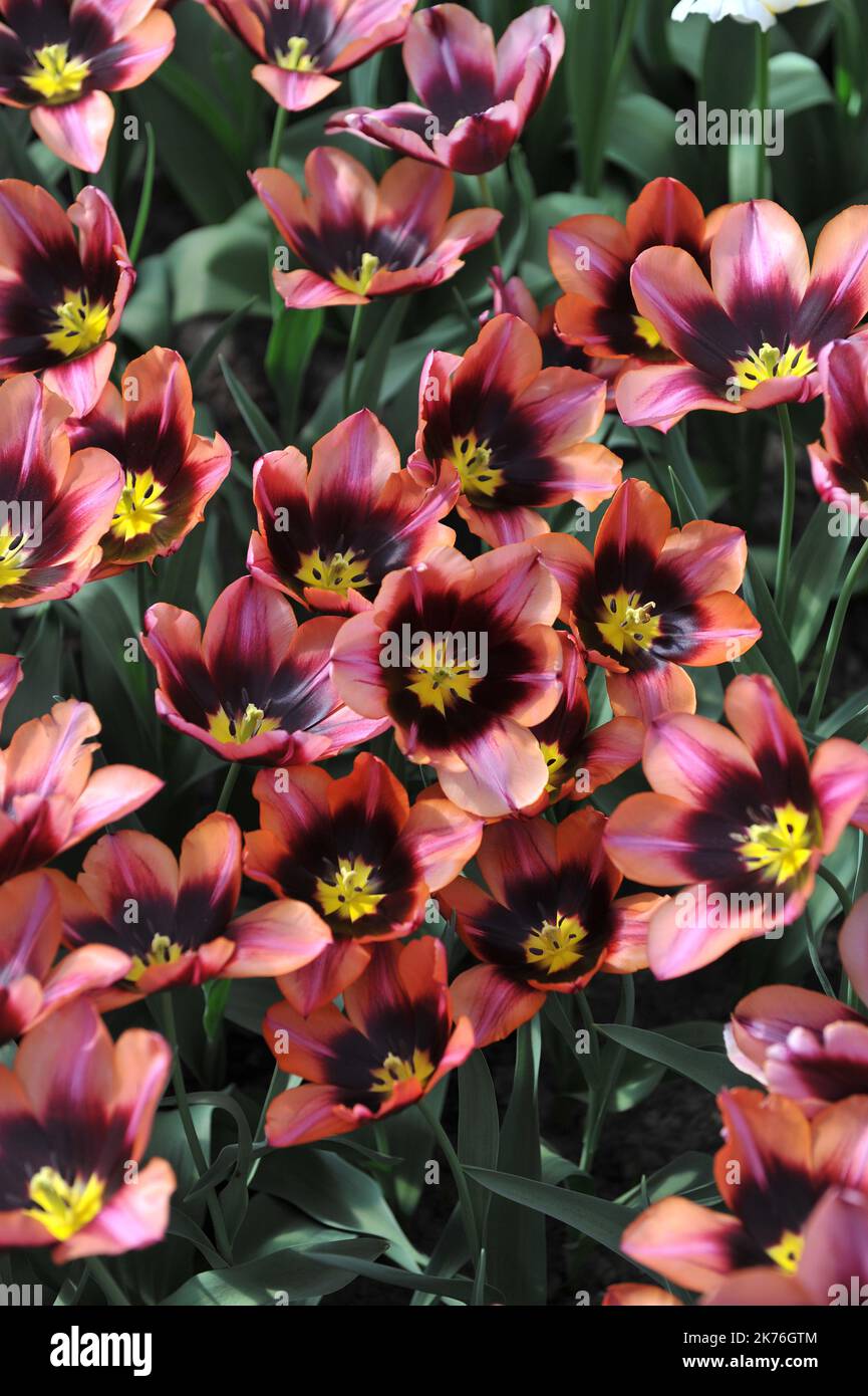 Pink with dark base Triumph tulips (Tulipa) Slawa bloom in a garden in
