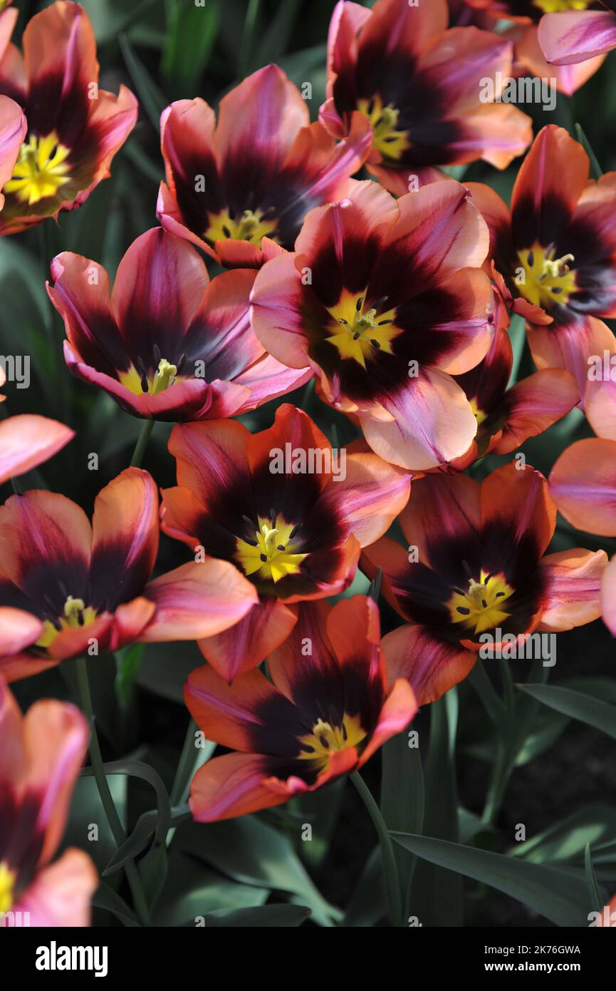 Pink with dark base Triumph tulips (Tulipa) Slawa bloom in a garden in