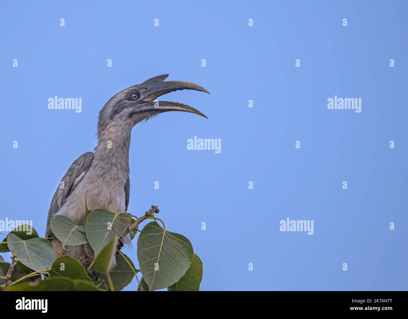 A Grey Hornbill calling from top of the tree Stock Photo