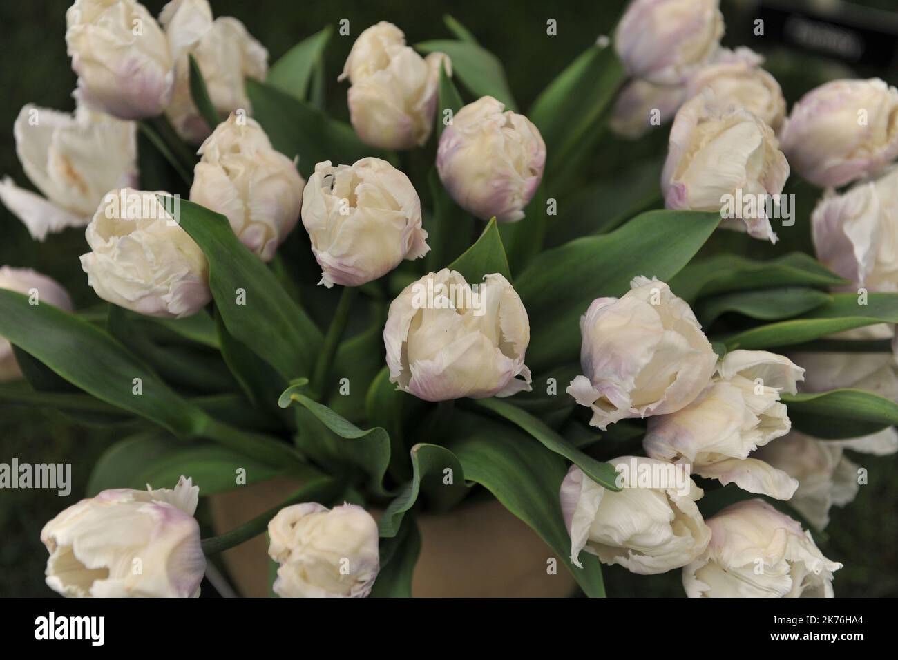 A bouquet of white with violet blush tulips (Tulipa) Snow Parrot on an exhibition in May Stock Photo