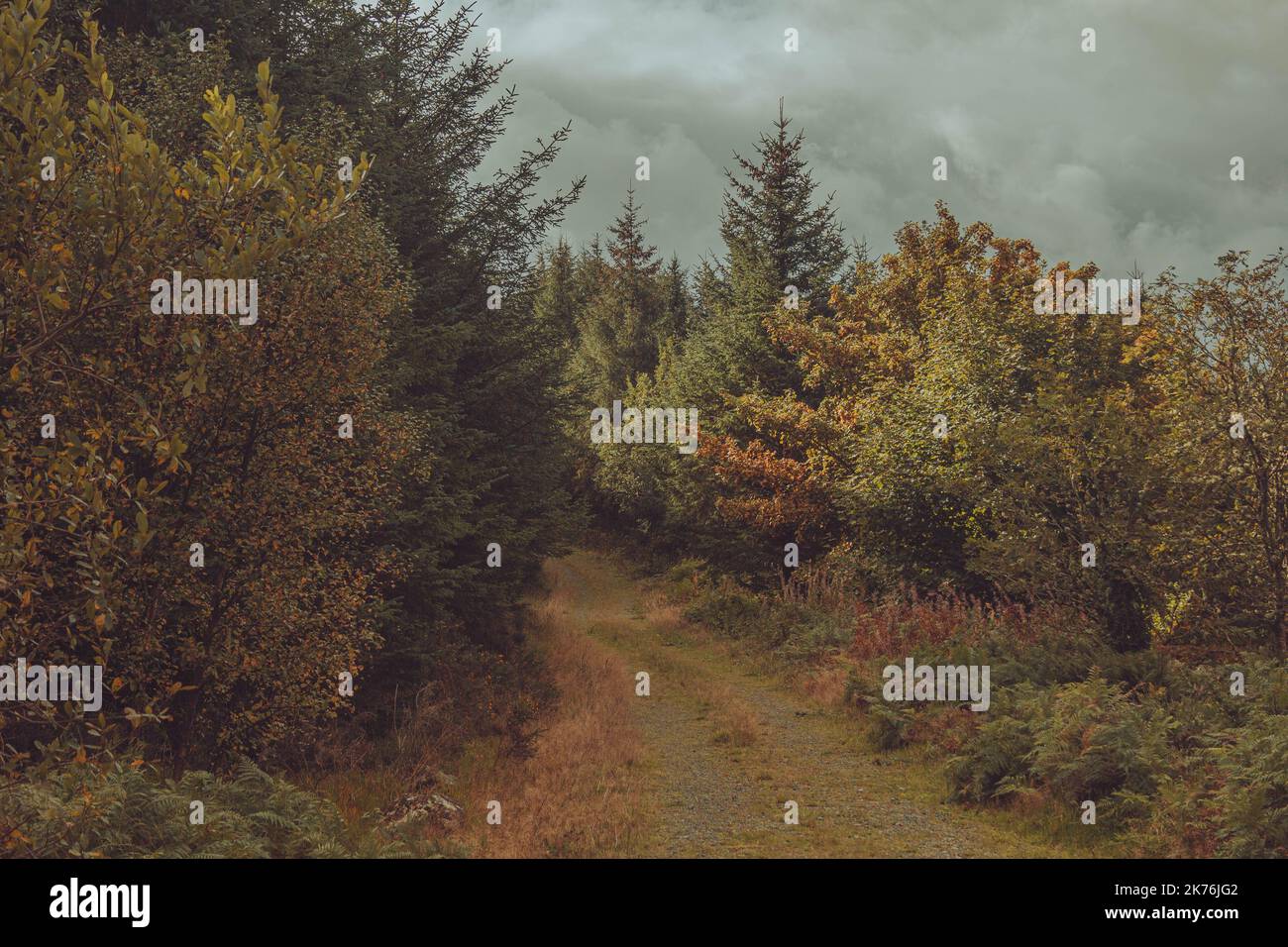 Path through a forest with autumn colours in the trees Stock Photo - Alamy