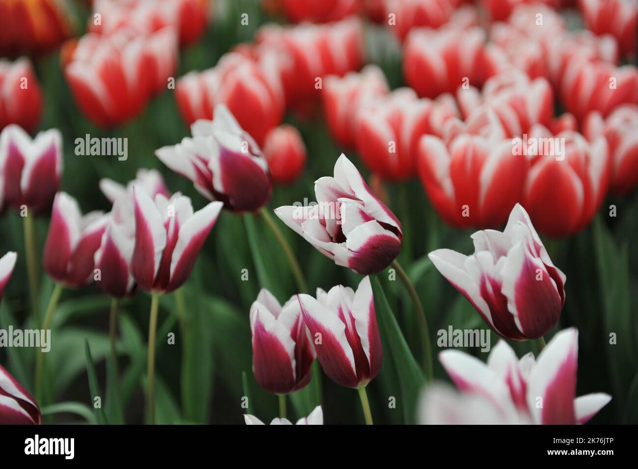 Purple and white Triumph tulips (Tulipa) Spitsbergen bloom in a garden in April Stock Photo