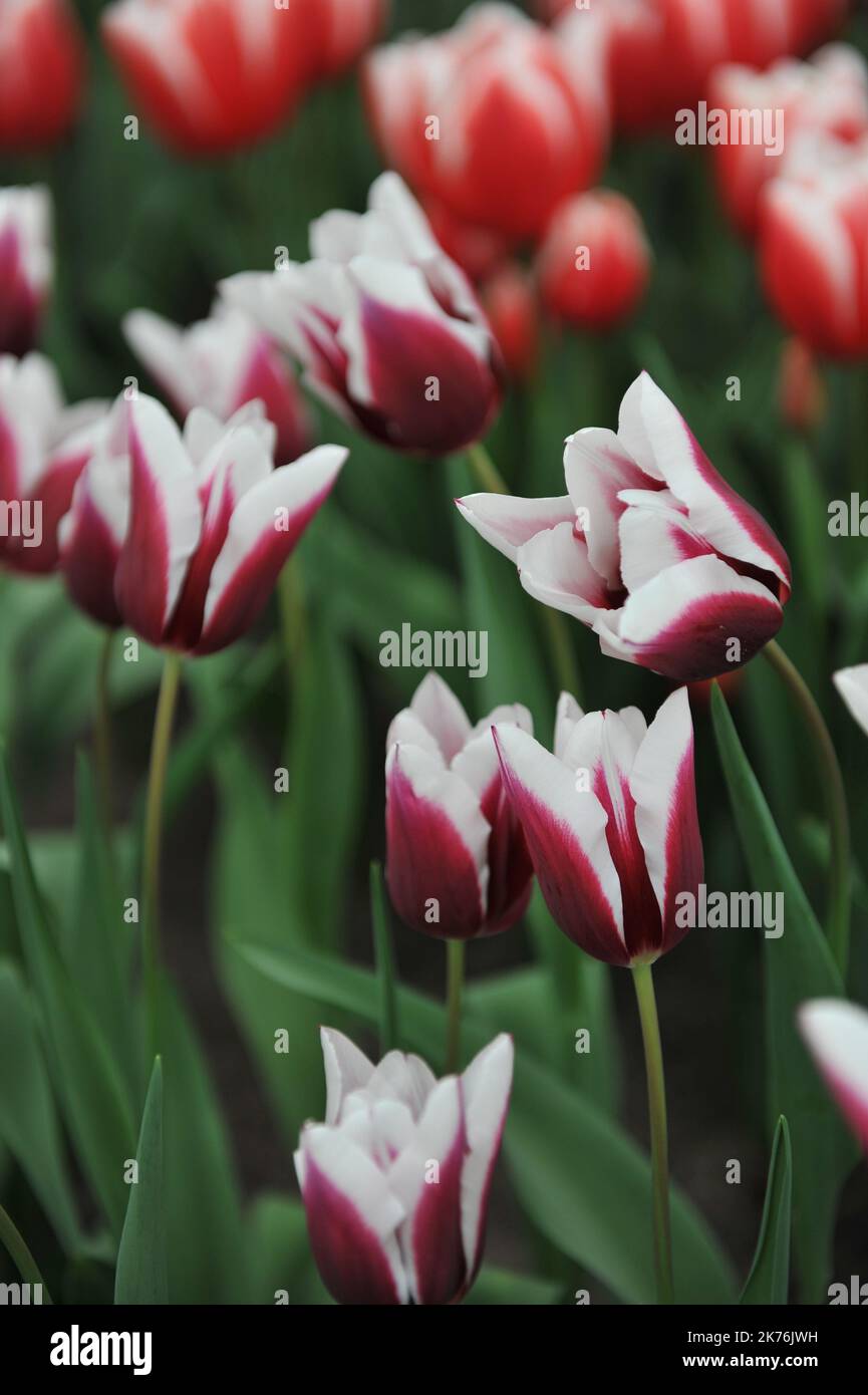 Purple and white Triumph tulips (Tulipa) Spitsbergen bloom in a garden in April Stock Photo