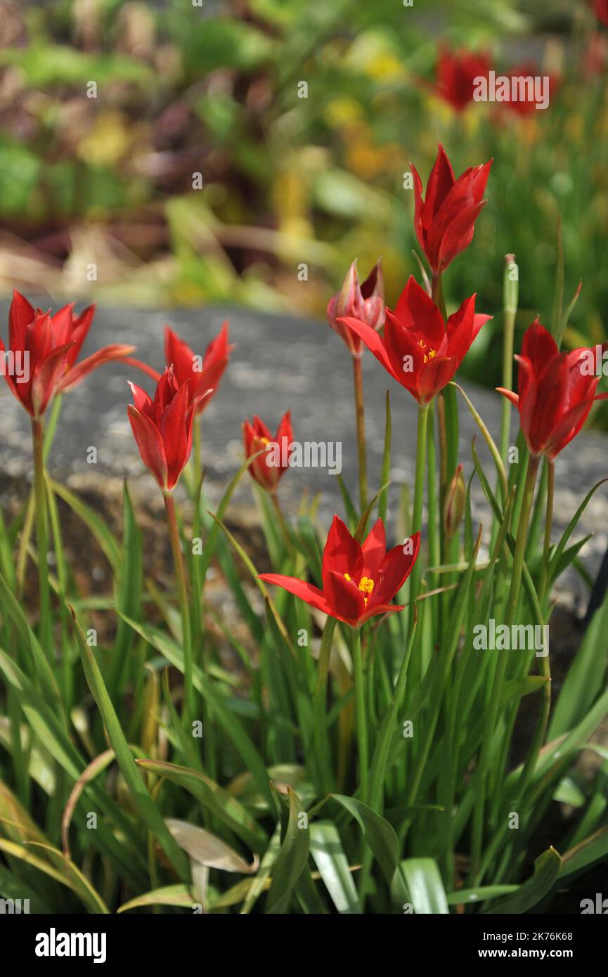 Red Miscellaneous Sprenger tulips (Tulipa sprengeri) bloom in a stone garden in May Stock Photo