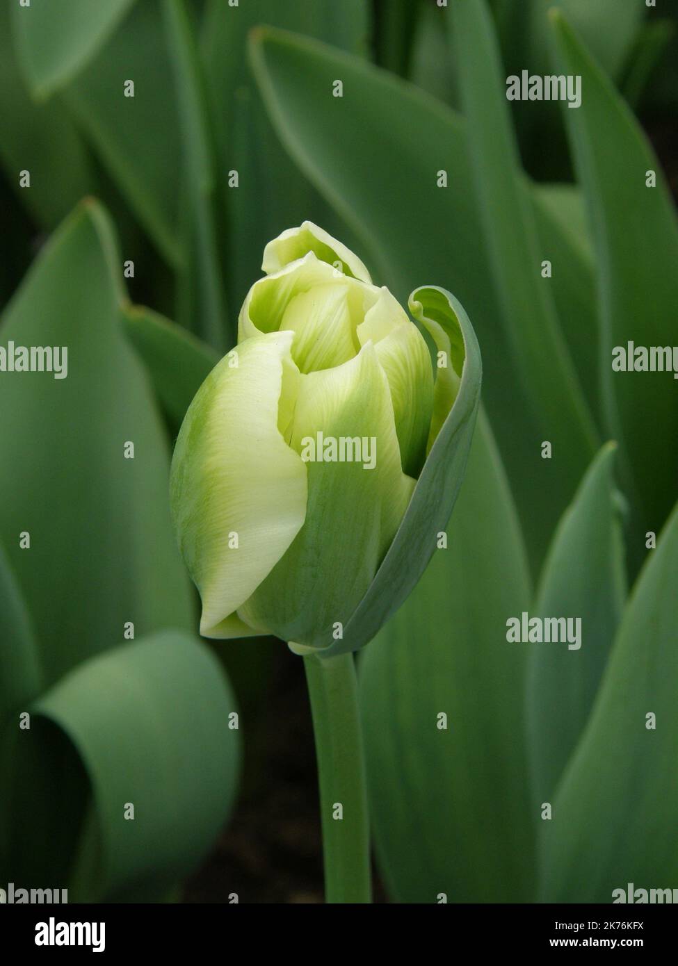 White and green Viridiflora tulips (Tulipa) Spring Green bloom in a garden in March Stock Photo