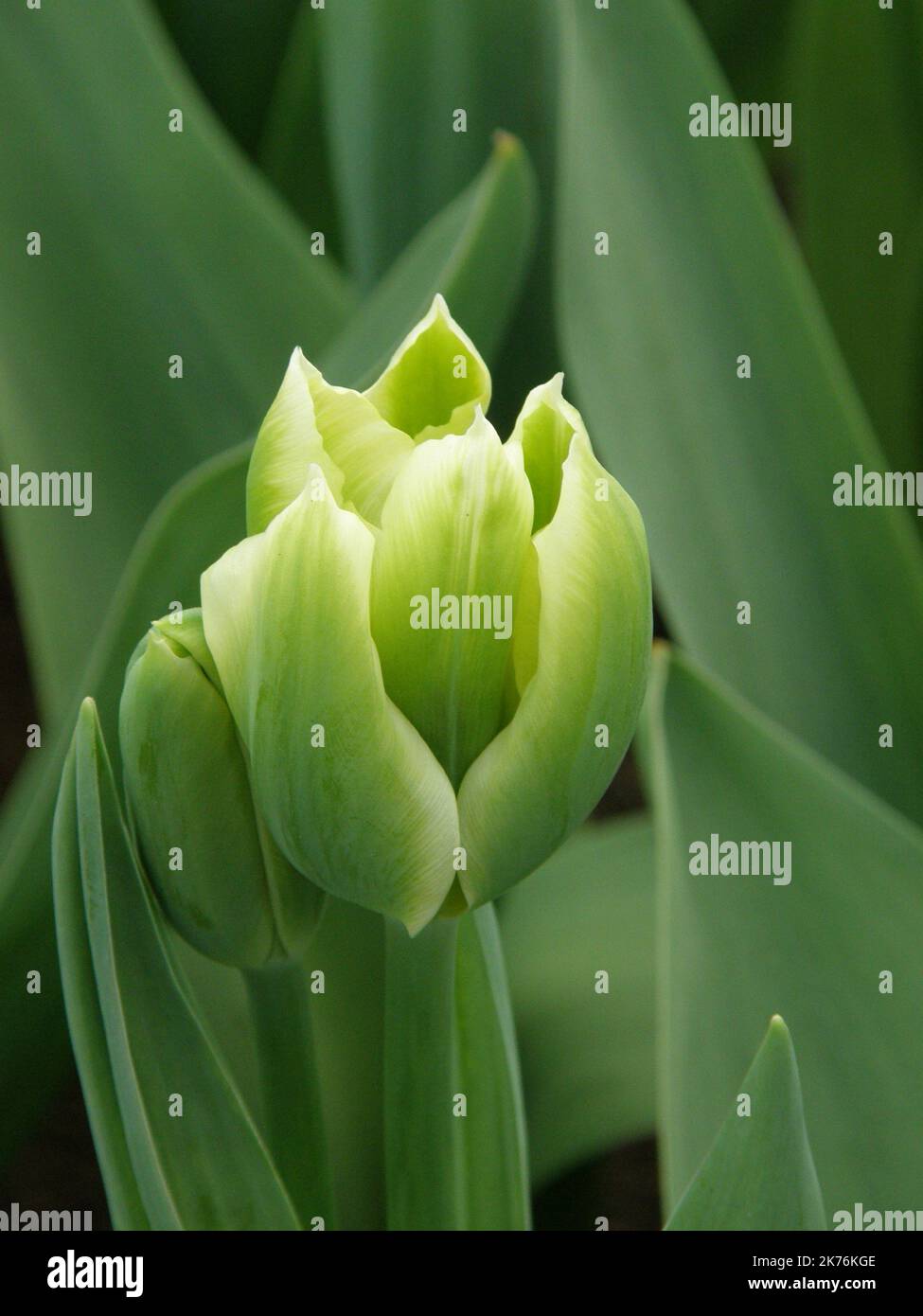 White and green Viridiflora tulips (Tulipa) Spring Green bloom in a garden in March Stock Photo