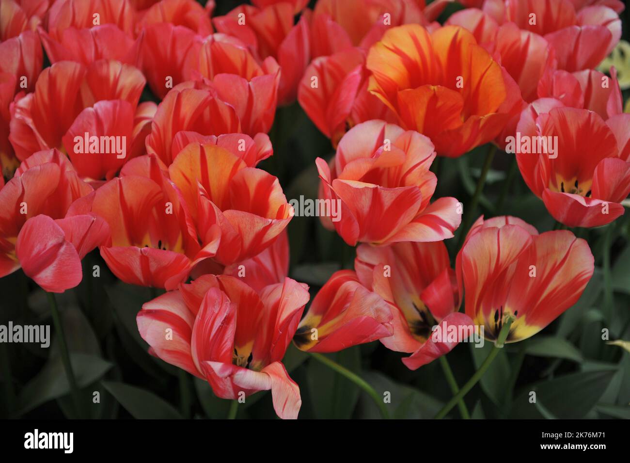 Pink with red flame pattern Triumph tulips (Tulipa) Spryng Break bloom ...