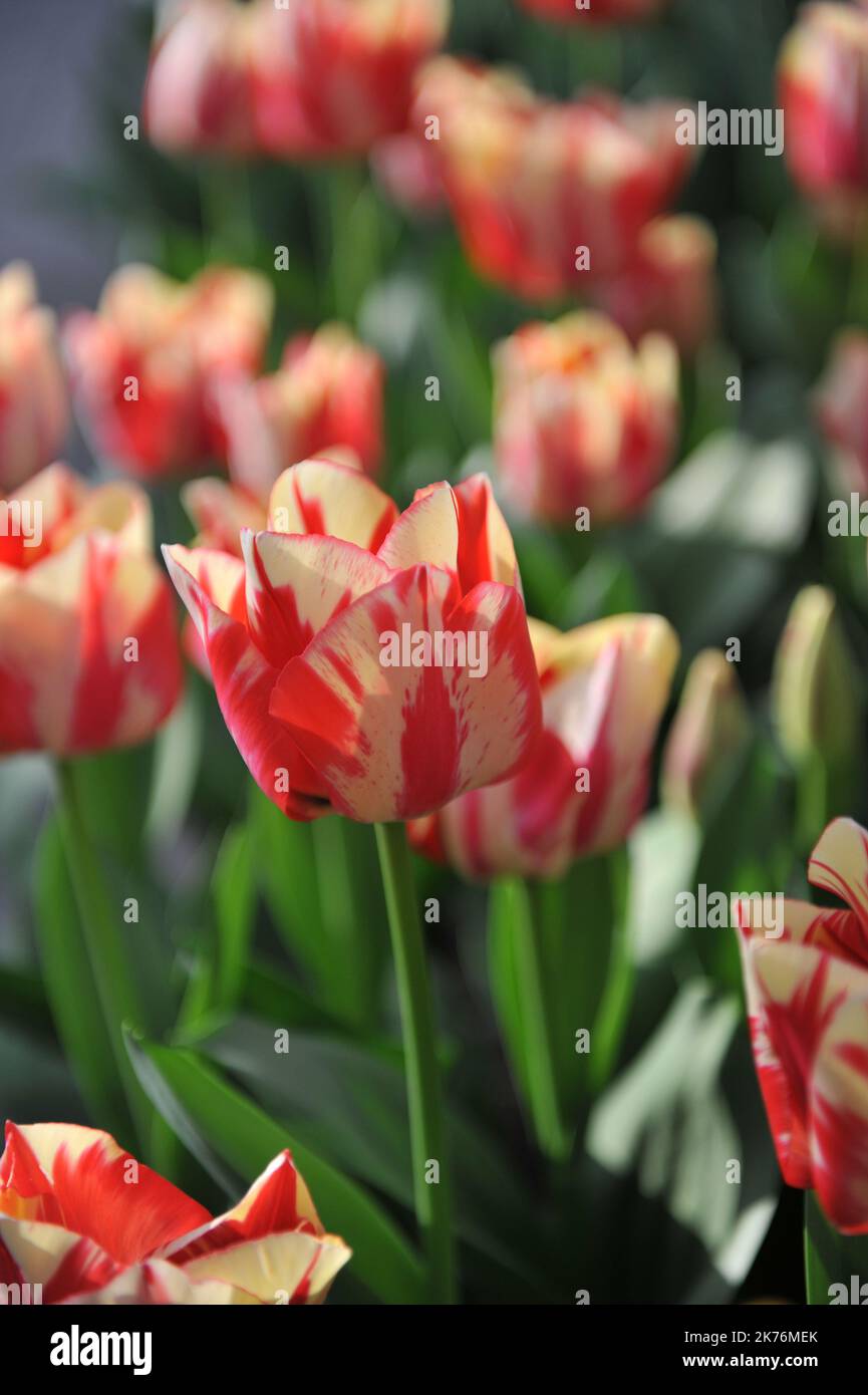 White with red flame pattern Triumph tulips (Tulipa) Spryng Rembrandt bloom in a garden in March Stock Photo
