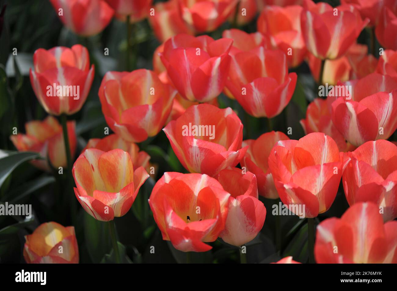Red and white Triumph tulips (Tulipa) Spryng Sunset bloom in a garden in March Stock Photo