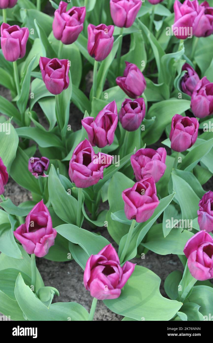 Purple Triumph tulips (Tulipa) Stability bloom in a garden in March Stock Photo