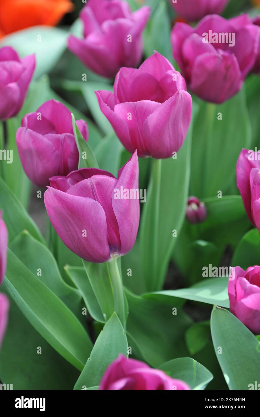 Purple Triumph tulips (Tulipa) Stability bloom in a garden in April Stock Photo