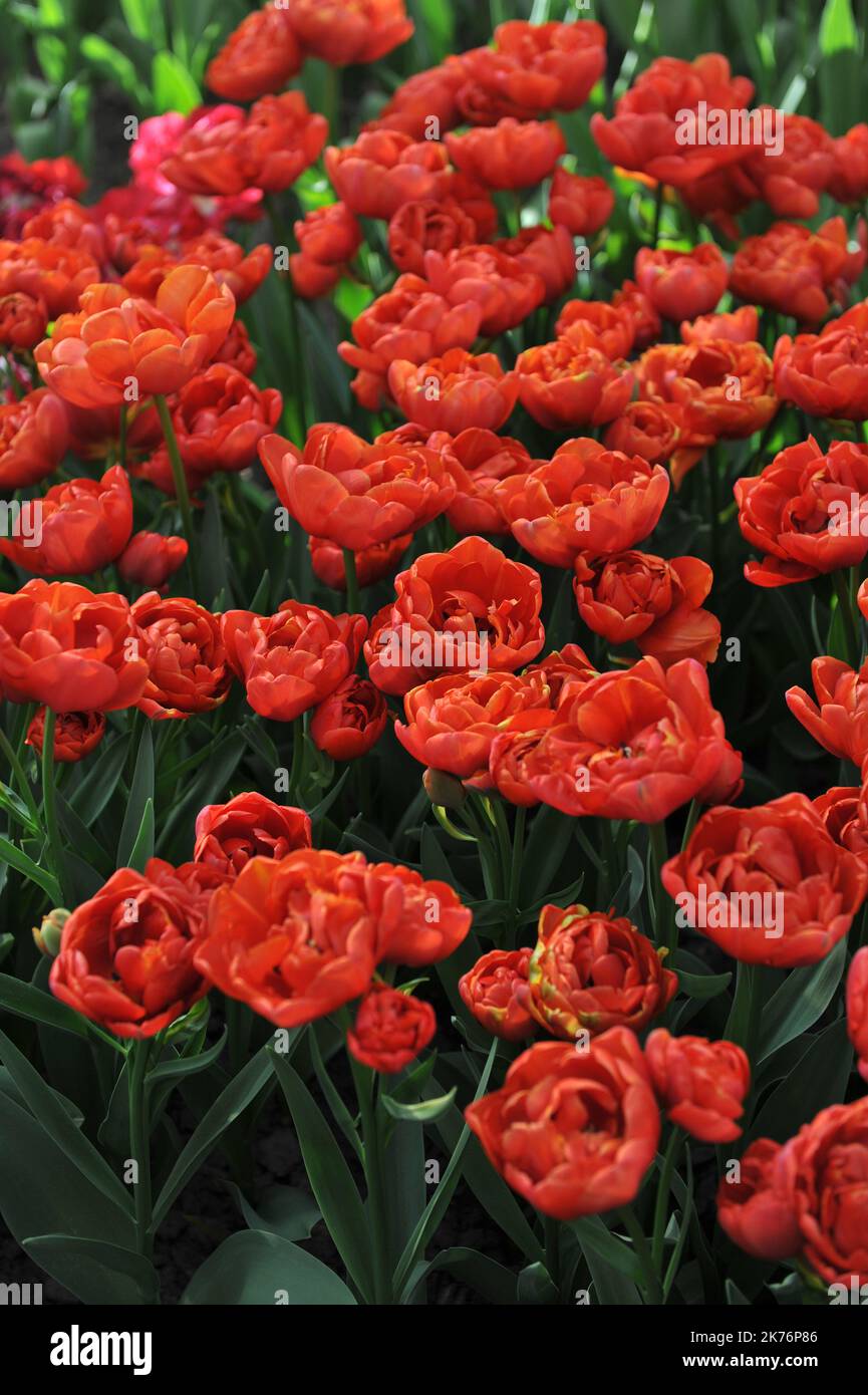Copperred peonyflowered Double Late tulips (Tulipa) Statement bloom
