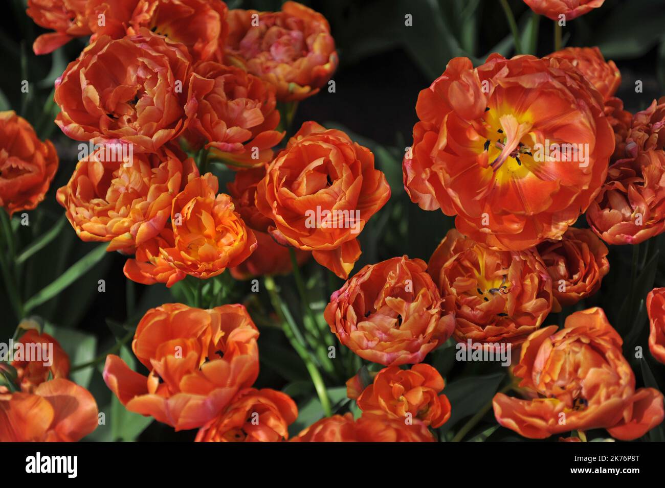 Copperred peonyflowered Double Late tulips (Tulipa) Statement bloom