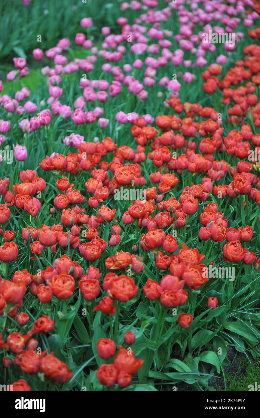 Copperred peonyflowered Double Late tulips (Tulipa) Statement bloom