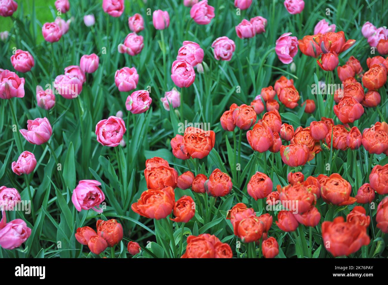 Copperred peonyflowered Double Late tulips (Tulipa) Statement bloom
