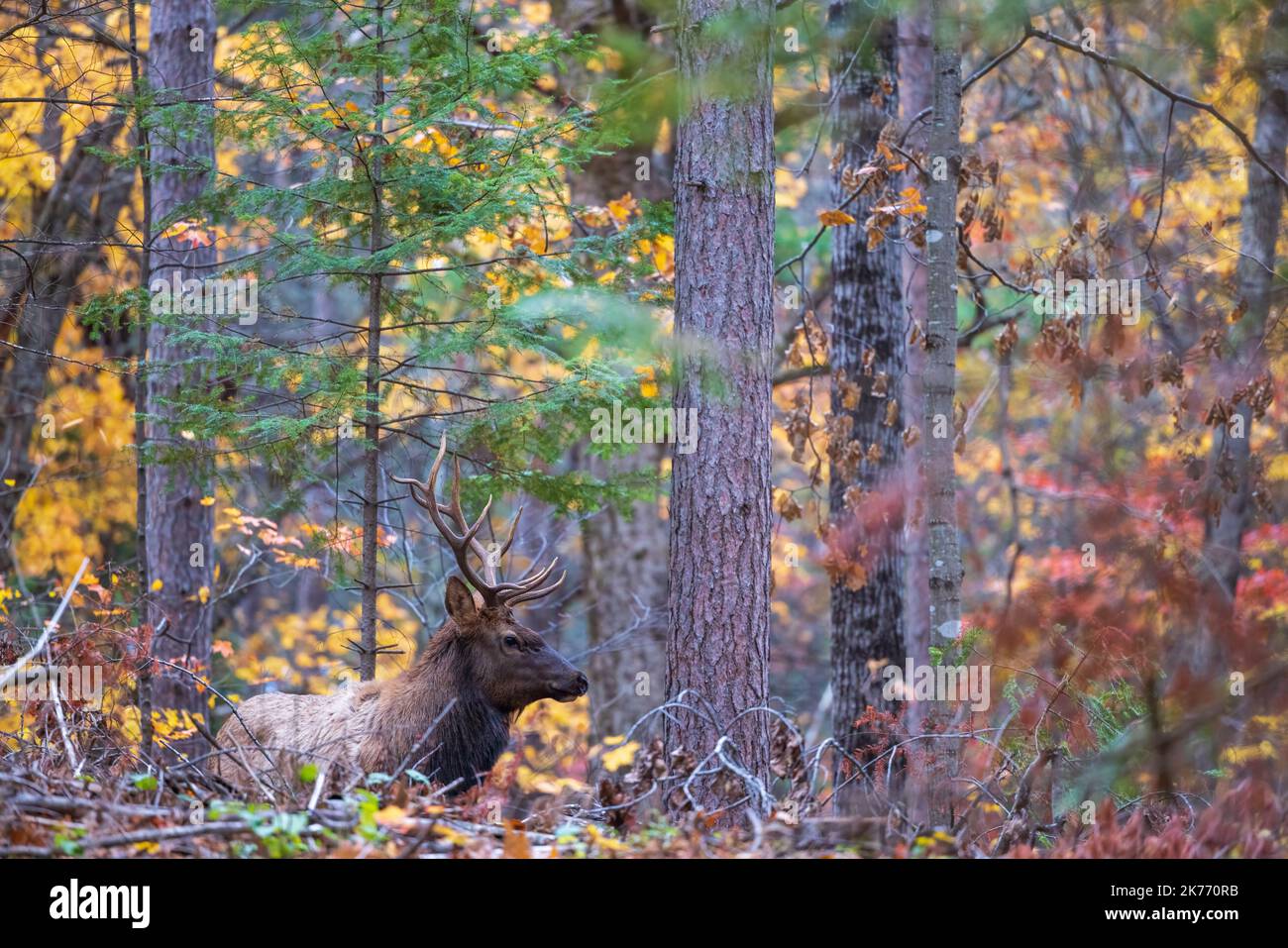 Bull elk in Clam Lake, Wisconsin. Stock Photo