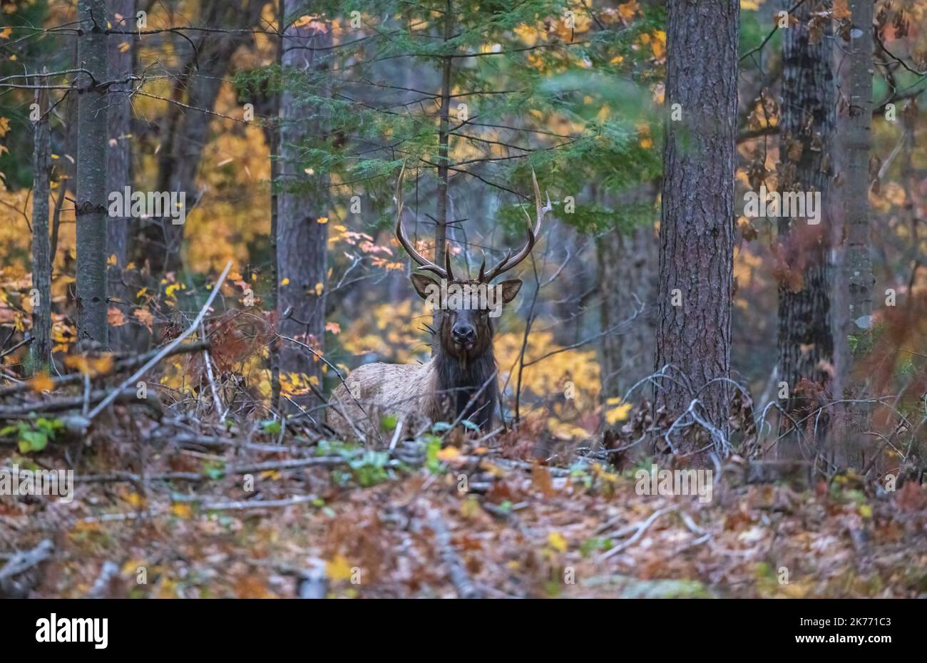 Bull elk in Clam Lake, Wisconsin Stock Photo Alamy