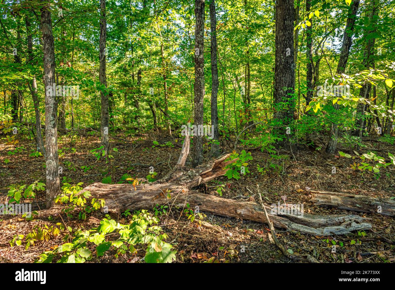 View of the Catoosa National park in Tennessee looking into the woods